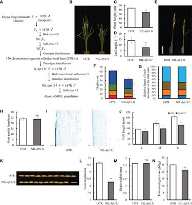 The identification and characterization of a plant height and grain length related gene hfr131 in rice